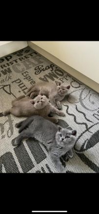 Reinrassige BKH Kitten