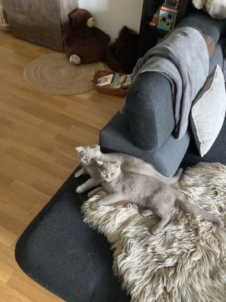 Reinrassige BKH Kitten