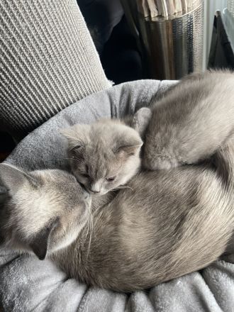 Reinrassige BKH Kitten