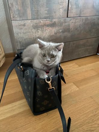 Reinrassige BKH Kitten