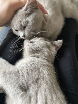 Reinrassige BKH Kitten