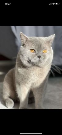 Reinrassige BKH Kitten