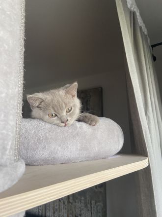 Reinrassige BKH Kitten