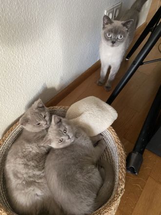 Reinrassige BKH Kitten