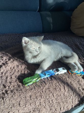 Reinrassige BKH Kitten