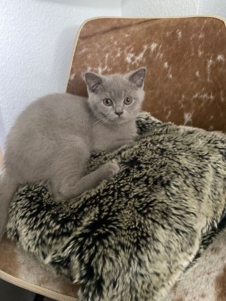 Reinrassige BKH Kitten
