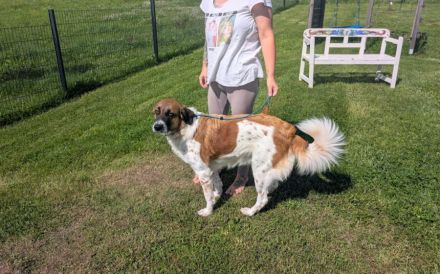 Khaleesi wartet bereits auf dich