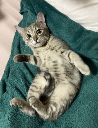 Kleine Bengal Katze , silber