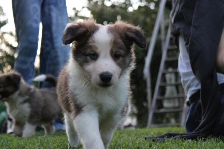 Border Collie Welpen