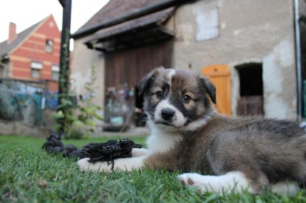 Border Collie Welpen