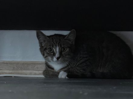 Geschwisterkitten 16 Wochen