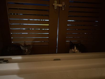 Geschwisterkitten 16 Wochen