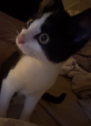 Geschwisterkitten 16 Wochen