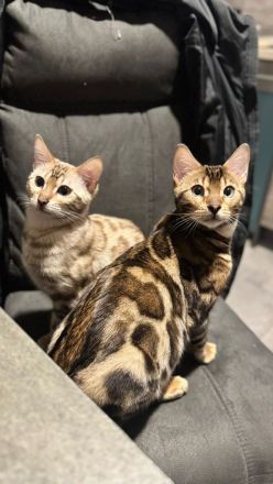 Bengal