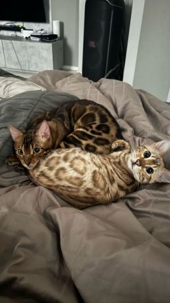 Bengal