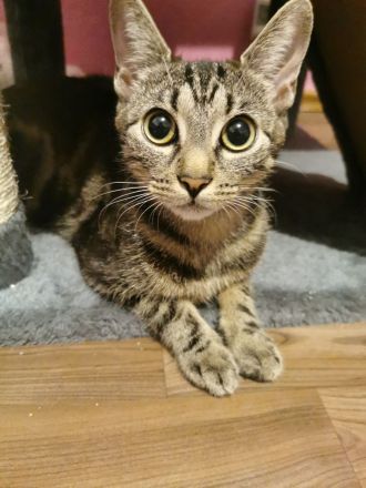 Kitten suchen liebevollen zuhause 🩷