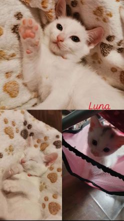 Kitten suchen liebevollen zuhause 🩷