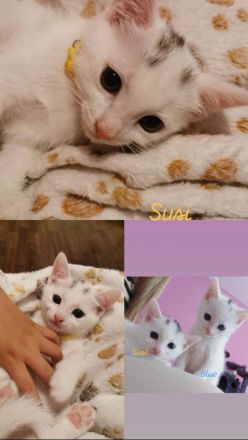 Kitten suchen liebevollen zuhause 🩷