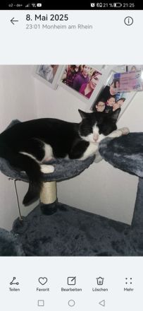 Kitten suchen liebevollen zuhause 🩷