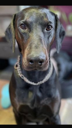 Weimaraner Mix Hündin