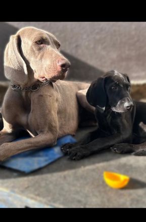 Weimaraner Mix Hündin