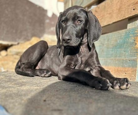 Weimaraner Mix Hündin