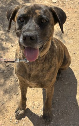 Tolle Vara sucht ein Zuhause!