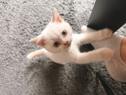 Schöne BKH Kitten, entwurmt, suchen neues Zuhause