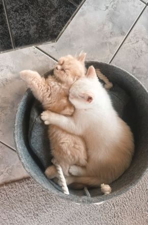 Schöne BKH Kitten, entwurmt, suchen neues Zuhause