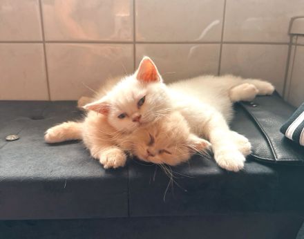 Schöne BKH Kitten, entwurmt, suchen neues Zuhause