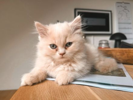 Schöne BKH Kitten, entwurmt, suchen neues Zuhause