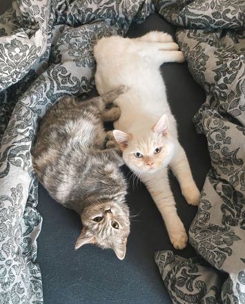 Schöne BKH Kitten, entwurmt, suchen neues Zuhause