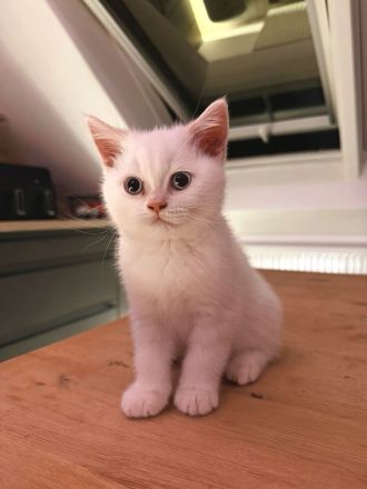 Schöne BKH Kitten, entwurmt, suchen neues Zuhause