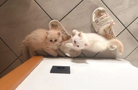Schöne BKH Kitten, entwurmt, suchen neues Zuhause