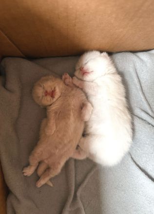 Schöne BKH Kitten, entwurmt, suchen neues Zuhause