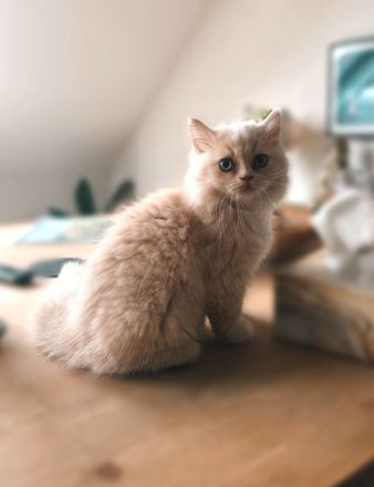 Schöne BKH Kitten, entwurmt, suchen neues Zuhause