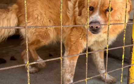 Teddybär Grischka sucht seine Menschen