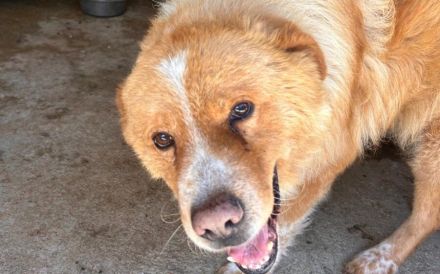 Teddybär Grischka sucht seine Menschen