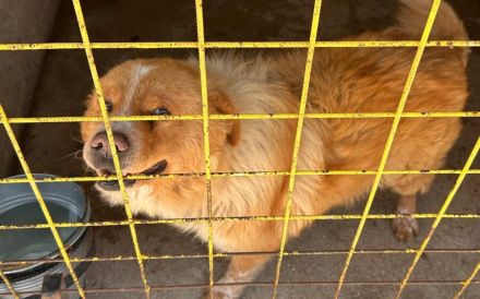 Teddybär Grischka sucht seine Menschen