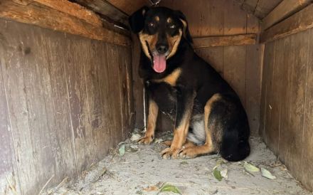 Neuanfang für Miss Elly gesucht