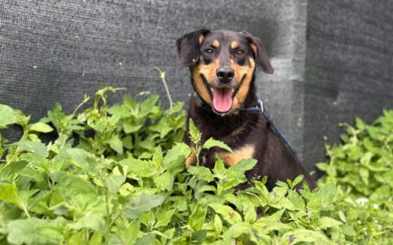 Neuanfang für Miss Elly gesucht