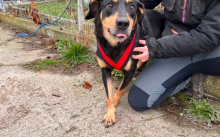 Neuanfang für Miss Elly gesucht