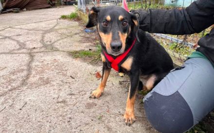 Neuanfang für Miss Elly gesucht