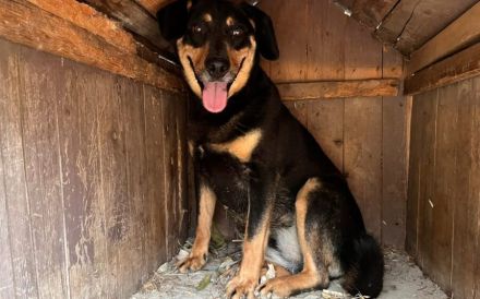 Neuanfang für Miss Elly gesucht