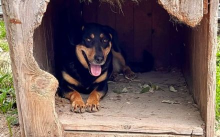 Neuanfang für Miss Elly gesucht