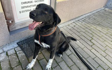 Dante sucht Hundeversteher