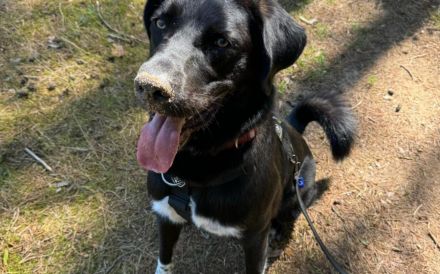 Dante sucht Hundeversteher