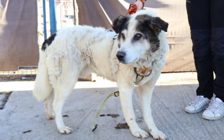 Rüdiger - unser rüstiger Rentner