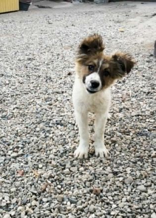 SUSIE - sanfte Schönheit sucht Familie