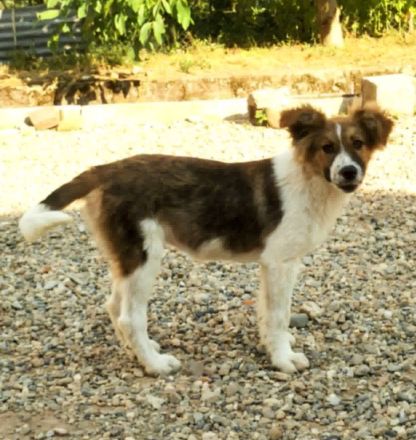 SUSIE - sanfte Schönheit sucht Familie